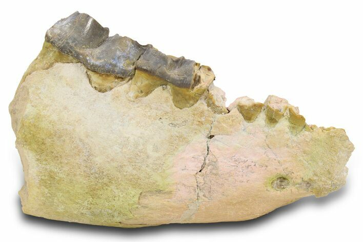 Fossil Titanothere (Megacerops) Jaw - South Dakota #300031